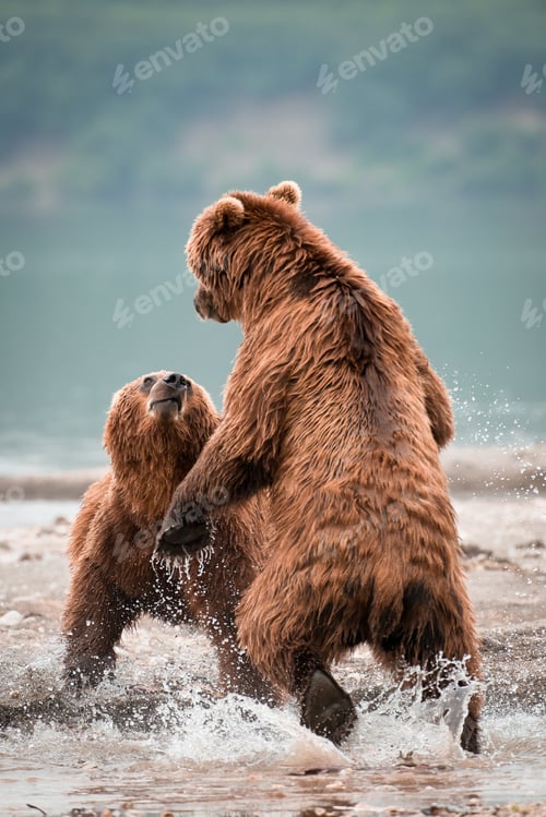 Preview: Vertical shot of a two Russian Brown Bears fighting in a lake