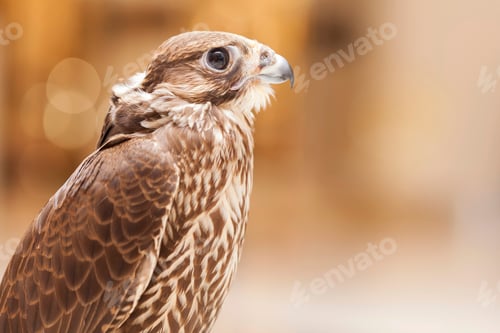 Preview: Falcon portrait in UAE