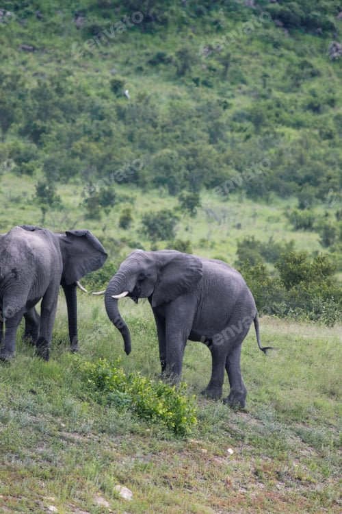 Preview: Elephant in the Kruger National safari park in South Africa