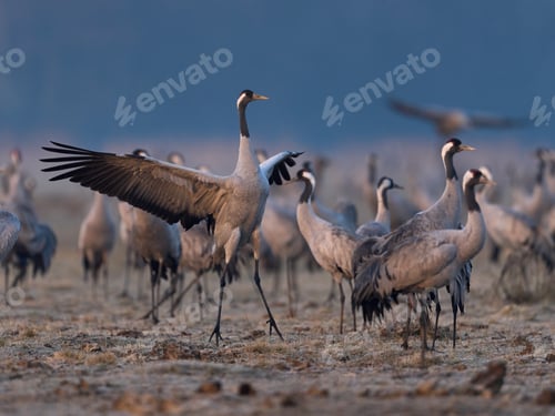 Preview: Common crane (Grus grus)