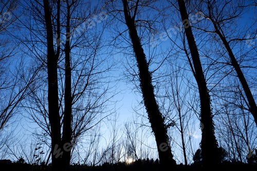 Vista previa: Nice blue sky framed by the silhouette of trees one winter morning.