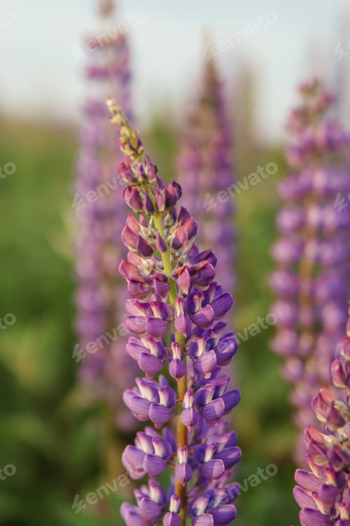 Preview: photos of lupine flowers in nature