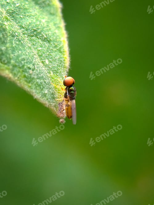 Preview: Microchrysa ,nature background photo