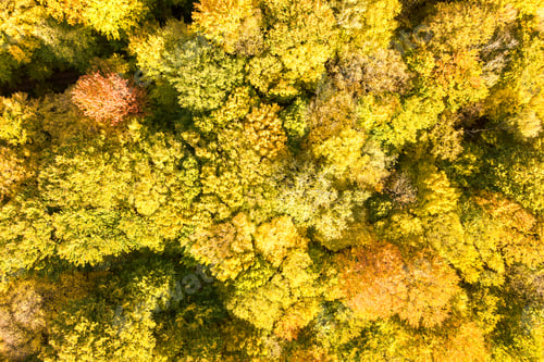 Preview: Top down aerial view of green and yellow canopies in autumn forest with many fresh trees