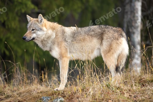 Preview: Young female grey wolf standing in the forest