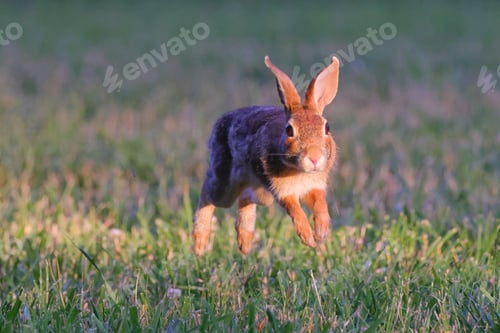 Preview: Rabbit mid-jump in a grassy field during the golden hour