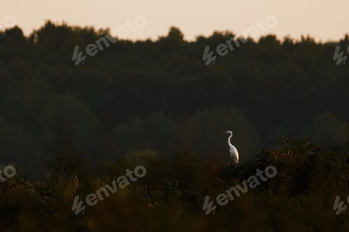 Preview: Great egret