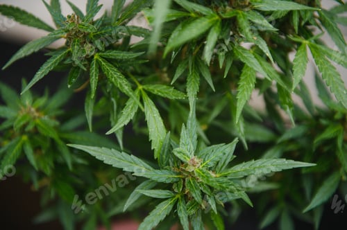 Preview: cannabis (marijuana) plant. growing marijuana at home for medical purposes