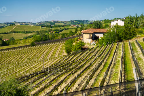 Preview: Vineyards of Langhe, Piedmont, Italy near Alba at May