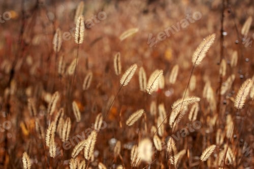 Preview: Plant background