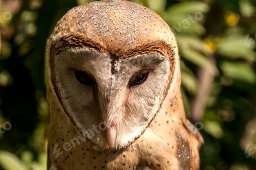 Preview: Common barn owl in India