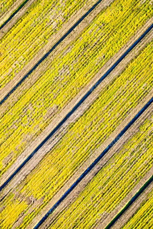 Preview: Field to cultivate