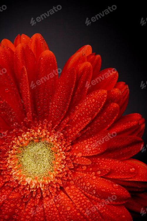 Preview: red gerbera