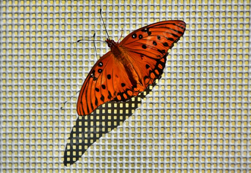 Preview: A bright orange butterfly on an screened wall.