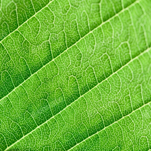 Preview: Extreme close up texture of green leaf veins.