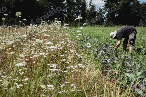 Preview: Man standing in a field, harvesting vegetables.