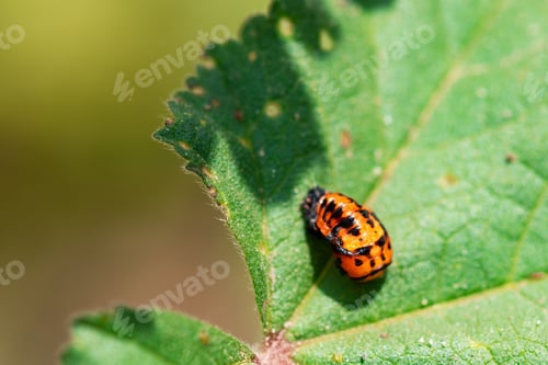 Escarabajo plaga en una hoja verde