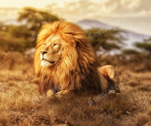 Preview: Best wildlife experiences in the world