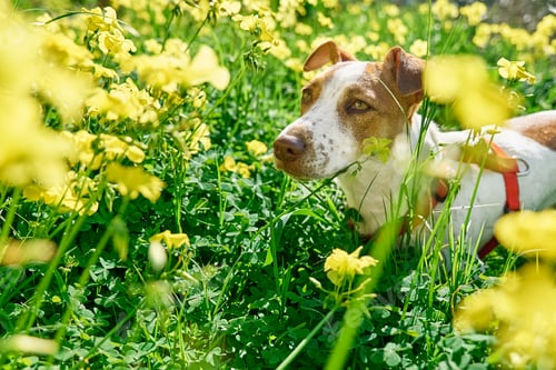 Preview: Jack russell terrier sniffing yellow flowers in spring meadow. Allergy concept.