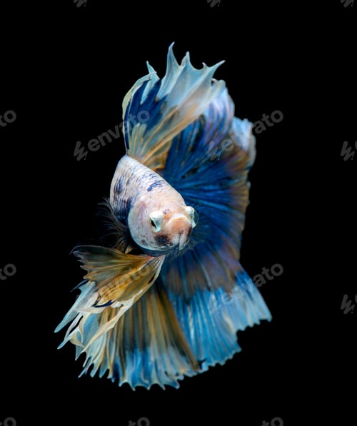 Preview: Colorful with main color of blue and pink betta fish. Fish also look to camera during swim