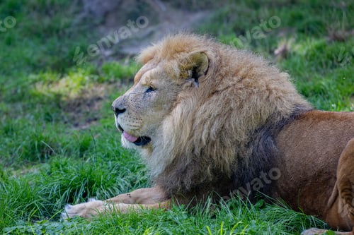 Preview: a lion is laying down in the grass with his mouth open