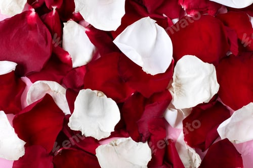 Preview: Red and White Rose Petals on Pink Background