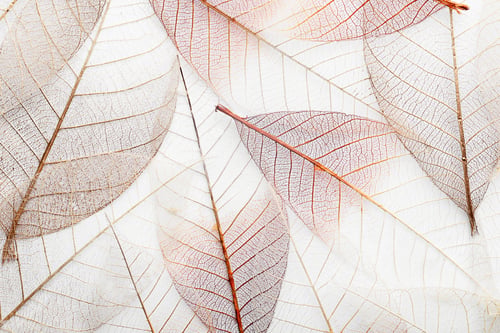 Preview: Top view of beautiful decorative skeleton leaves
