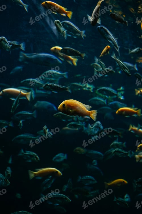 Preview: School of fish background in cold tones