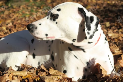 Preview: Dalmatian dog, relaxing, autumn sunny day