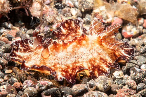 Preview: Discodoris flat tropical nudibranch