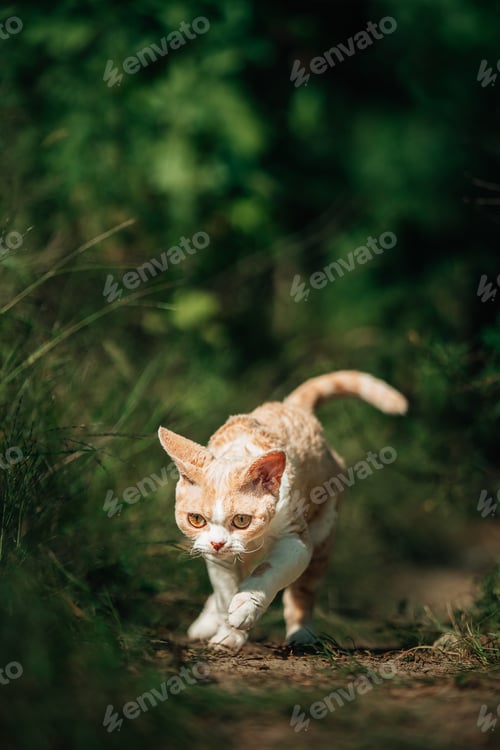 Preview: Curious Funny Cute Beautiful Playful Devon Rex Cat Walking. Devon Rex Cat With Cream Fur Color On