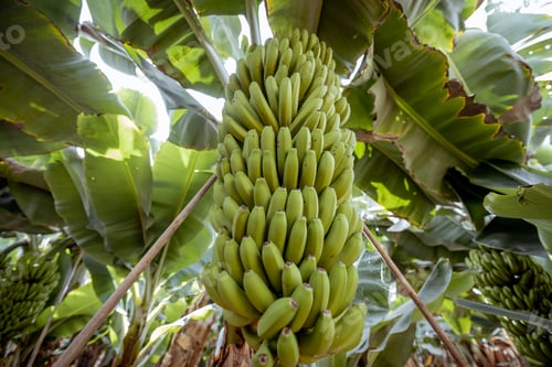 Preview: Bananas growing on the plantation