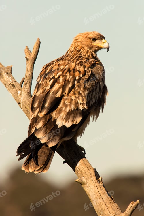 Preview: Furious wild eagle
