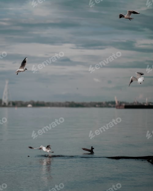 Preview: seagulls over water
