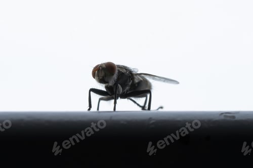 Preview: Close up of a fly with wings and legs isolated