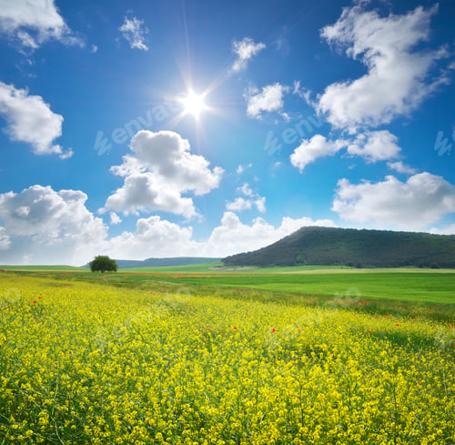 Preview: Spring yellow flowers in meadow