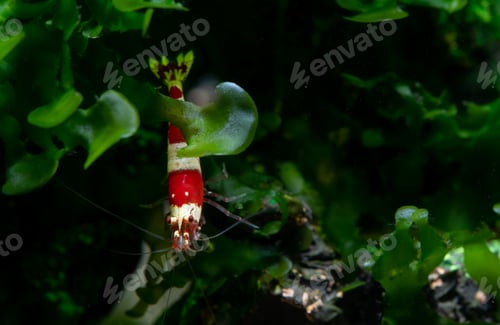 Preview: Isolated red bee shrimp stay behide aquatic moss with dark and green background.