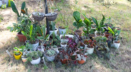 Preview: Domestic tropical plants are a group walking outside in the summer to accelerate growth. Walking hom