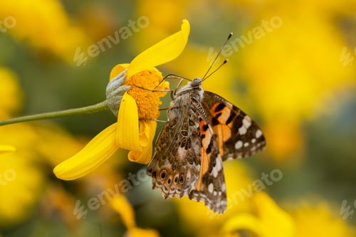 Preview: Natural life; butterfly in nature. Fauna / flora concept.