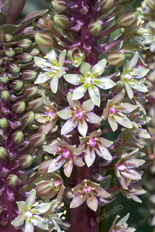 Preview: Pineapple Lily (Eucomis Comosa). Called Pineapple Flower And Wine Eucomis Also