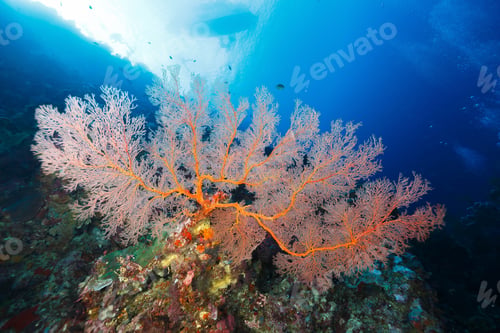 Preview: A vibrant underwater scene featuring a large orange sea fan coral against a blue ocean backdrop