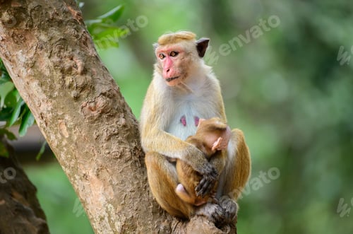 Preview: Mother toque macaque monkey holding its newborn baby, sitting on a tree. Close-up monkey family
