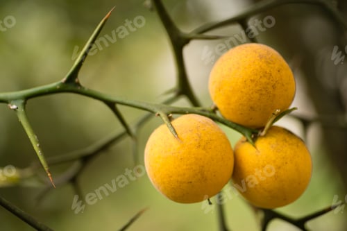 Preview: Fruits and flowers of trifoliate orange tree