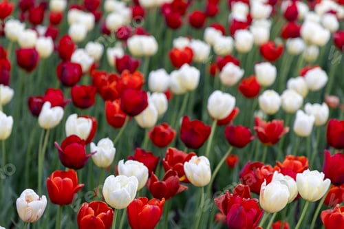 Preview: Flowers in spring garden. Tulip festival in Ottawa, Canada.