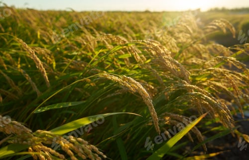 Preview: A large green rice field with green rice plants in rows in Valencia sunset.