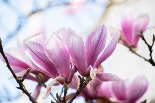 Preview: Beautiful magnolia tree blossom at springtime, Cantabria Spain.