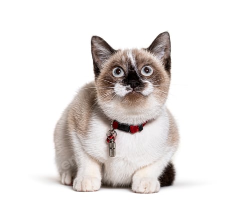 Preview: Crossbreed cat wearing a capsule collar tube for identification