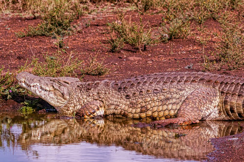 Preview: Crocodile Wildlife Animals Baskin Nairobi National Park Kenya East Africa