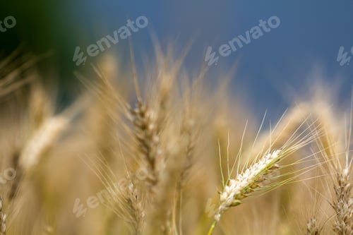 Preview: Close-up of warm colored golden yellow ripe wheat heads on sunny summer day