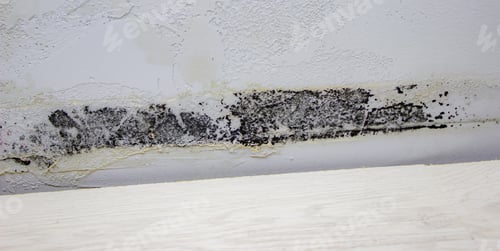 Preview: black mold on the wall. Fungus on the wall after the flooding of the house.